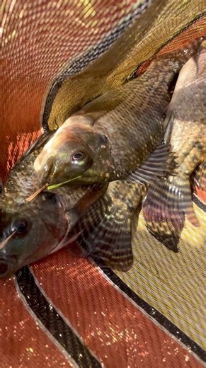 Village River Fishing Day 🌊🐟