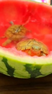 Beautiful turtle😍 #turtle #turtlesofinstagram #turtlecrochetchallenge #turtleisland #turtlepower #turtlelove #turtlerescue #Turtles #BeautifulTurtle #sealife #beautifulsea #bluesky #babyturtle | 𝐒.𝐌 𝐅𝐢𝐬𝐡 𝐂𝐫𝐞𝐚𝐭𝐢𝐨𝐧