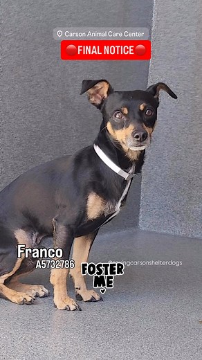 32K views · 2.8K reactions |  Rescued  FINAL NOTICE WILL BE...