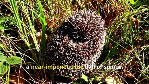 Fun Hedgehog Facts, Discover the Adorable World of Hoglets!