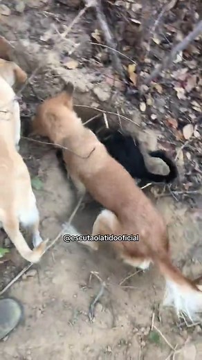 #caesdecaça 🐕🐕