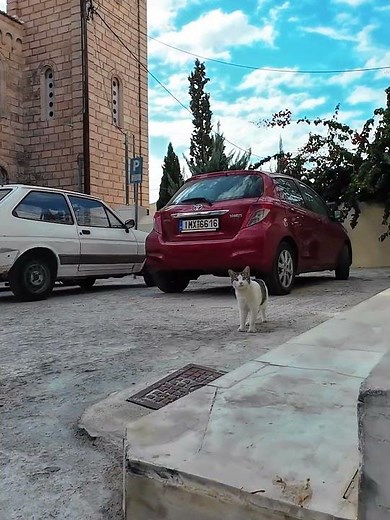 Off-season Aegina cats confused by visitors #greece #animals #shorts