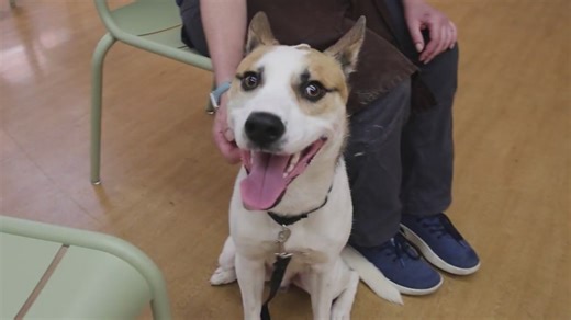 PAWS Chicago Pet of the Week: Whiskey