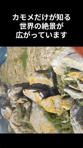【驚愕】GoProを強奪したカモメが映した空の映像美 #カモメ #動物のハプニング #GoPro #衝撃映像 #動物の生態