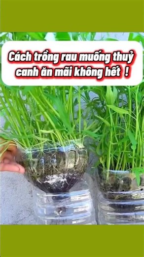 Growing Water Spinach Hydroponically at Home – Continuous Harvest, Never-Ending! Anyone Can Do It!