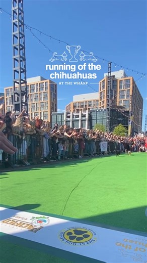 2.7K views · 19 reactions | Small Dogs, Big Fun! Watch DC’s tiniest canines race to benefit Rural Dog Rescue at the 12th Annual Running of the Chihuahuas presented by Pacifico Beer and hosted by Tommy McFly on Saturday, May 4 from 2pm-5pm. | The Wharf | Facebook