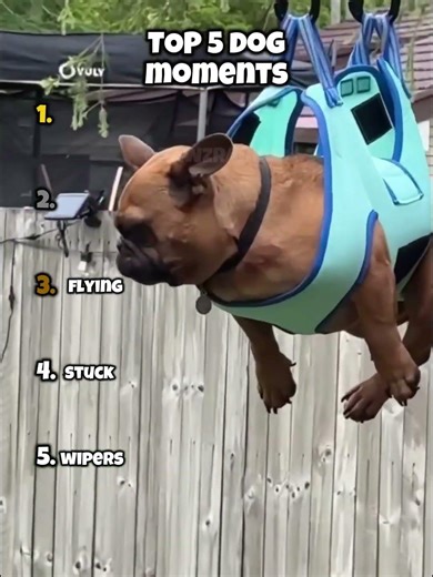 Funniest Dog Videos of 2026 #funny #pets #memes