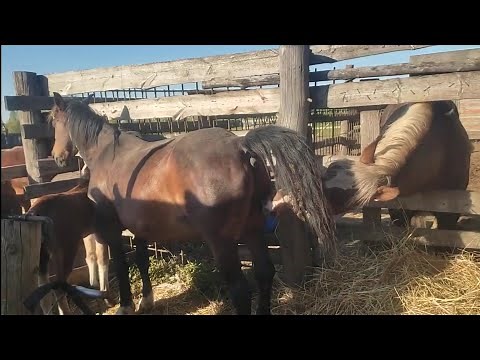 The stallion works with two mares and then we locked him in a cage.