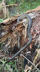 21K views · 798 reactions | Janelle relocated this beautiful Coastal Carpet Python from Pimpama this week. | Snake Catchers Brisbane & Gold Coast 0413 028 081 | Facebook