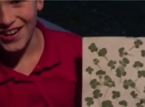 Largest Collection Of Four-Leaf Clovers