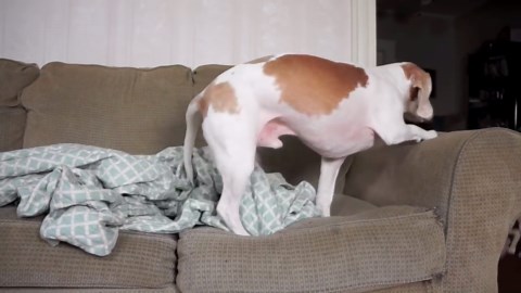 Dog loses it over a meowing cat skeleton prank