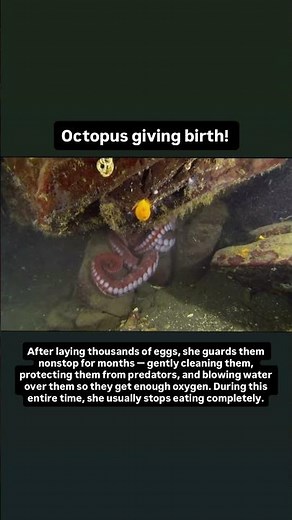 Octopus giving birth! #facts #wildlife #animals