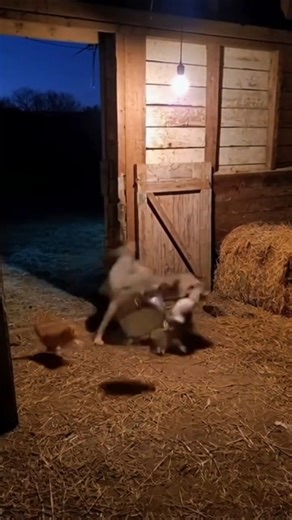 You Won’t Believe How This Cat Outsmarted a Coyote!