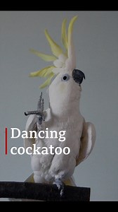 This headbanging cockatoo can teach us about dance and social behaviour | Newsbeat