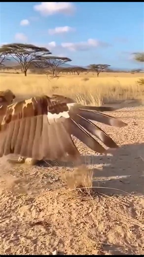 7.1K views · 24 reactions | My Wildlife In 10 Seconds; by Gilbert Banda. Stray cat vs the eagle. Watch this epic showdown as the eagle and the cat battles for survival..This is an ultimate survival. #reelsvideos | Gilbert Banda | Facebook