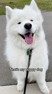 a lot ❤️ #puppydog #puppydawg #cutepuppy #cutedog #cutedoggo #cutie #squishyface #floof #floofy #fluffy #fluffydog #smilingdog #dogsmiles #cutiepatootie #adorabledog #loveabledog #dogthings #dogowner #dogownerlife #doggo #dogsofinstagram #samoyedlife #samoyed #zukothesamoyed | Zuko the Samoyed