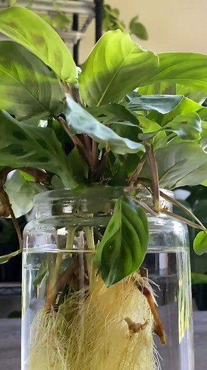 Propagation Repot Prayer Plant