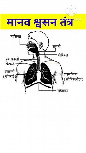 मानव श्वसन तंत्र का चित्र | manav swasan tantra chitra | #shorts