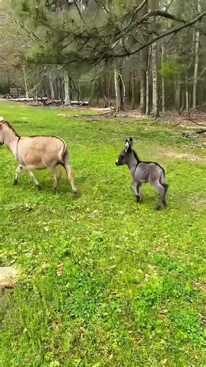 The cute little donkey is jumping around. #The little cuties on the grassland. #So cute that it’s explosive. #Little donkey. #Cute and adorable pets. #Farm Diary.