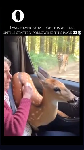 WeirdlyWild on Instagram: "Tigers are the largest members of the cat family and are renowned for their power, stealth, and distinctive orange coats with black vertical stripes. Each tiger's stripe pattern is unique, acting much like a human fingerprint for identification. Primarily found in diverse habitats across Asia—ranging from the freezing Siberian taiga to the tropical mangrove swamps of the Sundarbans—tigers are solitary predators that require vast territories to hunt. Unlike most other c