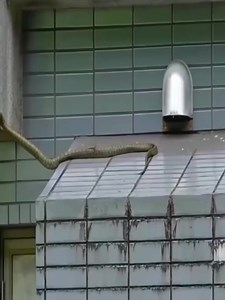 12K views · 40 reactions | When you were born a snake but wanted to be a ninja | Babies First | Facebook