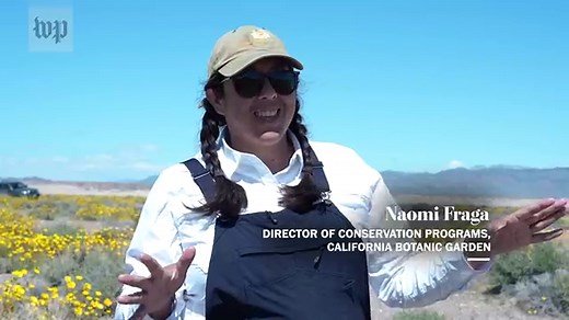 A botanist explains how life blooms in Death Valley