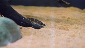 27K views · 1.2K reactions | We captured this awesome video of one of our Kuhli Loaches digging through the sand looking for food! Providing an aquarium setup that resembles your fishes' natural habitats - in this case, sandy beds of slow-moving rivers and streams - is a great way of seeing cool, natural behaviors like this! | Fluval | Facebook