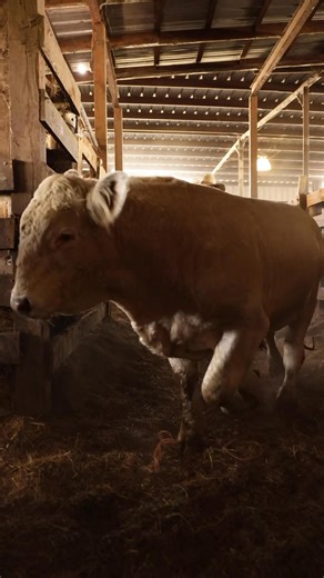 The Charolais Bulls have entered the barn! We will have 40 HD of these Charolais bulls in Friday’s sale! Check out our website for the sale catalog. For more information, give us a call! 863-665-5088 | Cattlemen's Livestock Auction Market, Inc.
