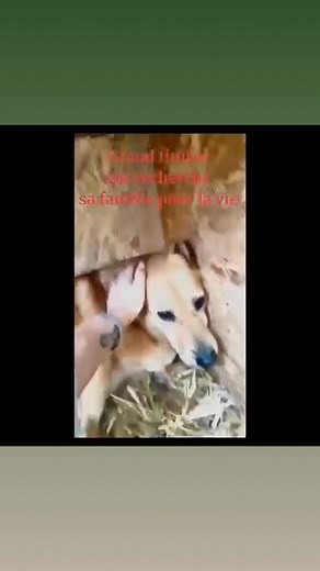 Adopt to Save 🐕 PEDRO ! Depuis sa naissance, il vit à la fourrière en Roumanie… douze longues années entre quatre murs. Malgré tout, Pedro garde un regard doux et timide. Il rêve juste d’un coin au chaud, de promenades tranquilles et d’une main bienveillante. À 12 ans, c’est un gentil loulou de petite taille, discret, qui mérite enfin son panier retraite. 🥹🤍 🙏 Adoptez pour changer sa fin d’histoire, ou partagez pour lui offrir une chance ❤️‍🩹 LIEU ACTUEL : FOURRIÈRE – ROUMANIE 🇷🇴 PEDRO – 