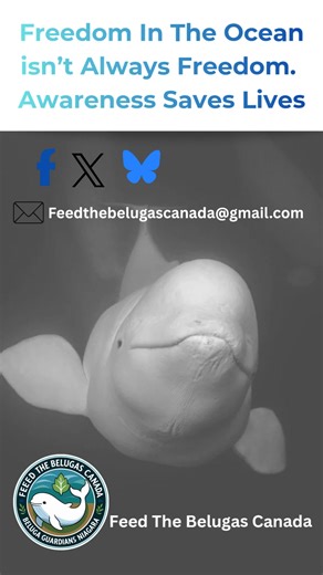 Could these Whales Survive the Ocean? These belugas have lived in captivity for decades. Moving them to a sanctuary could expose them to pollution and disease they’re not prepared for. Official reports and expert analyses show the risks. #whales #survive #ocean #Belugas #WhaleConservation #AnimalWelfare #NovaScotia #NiagaraFalls #Marineland #sanctuary | Feed The Belugas Canada