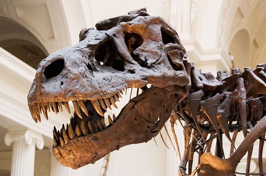 Apakah Tulang Dinosaurus yang di Museum Itu Benar-benar Asli? | National Geographic