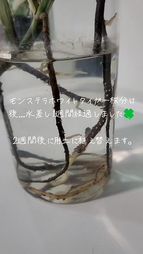 モンステラの水差し管理と植え替えポイント