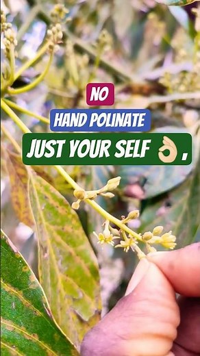 How to pollinate avocado tree🥑with out bee's /no bee's 🐝#gardening #polination #avocado
