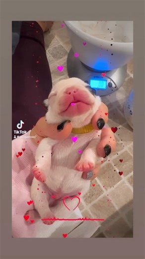 🥹🩵 | Lady French