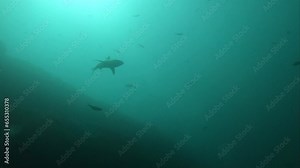 white tip reef shark silhouette swimming and passing in the ocean maldives, 16:9 horizontal orientation