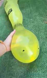Water Inflated Snakes – Watch Them POP and Grow Huge!