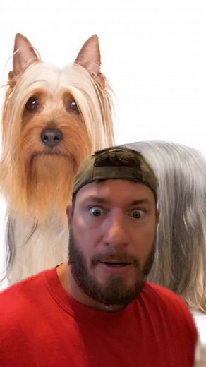 Discover the Australian Silky Terrier - Dogs Are Awesome!