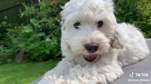 Adorable Cockapoo Puppies: Love and Cuteness