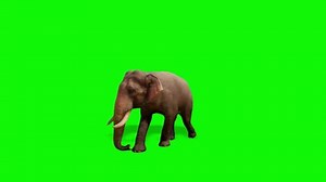 Elephant Walking on Green Screen