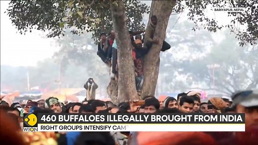 World's biggest animal sacrifice event to take place in Nepal. 70% of the animals meant for sacrifice are brought from India 460 buffaloes illegally brought from India, rights groups deploy activists at India-Nepal border checkpoints Esha Hanspal brings you this report Watch more: https://www.wionews.com/videos | WION