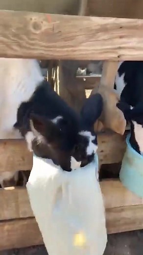 Meet Chug, the Adorable Cow with a Funny Name!