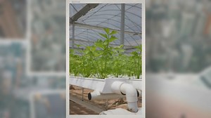 What Is the Kratky Method of Hydroponics?