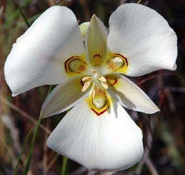 Sego Lily