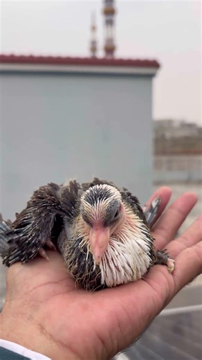 15 Days Old Karbalai Pigeon Baby Growth Update | Healthy Baby Pigeon #birds #pigeon #shorts #reels