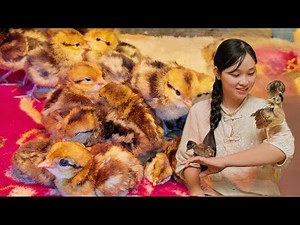 How I Take Care of Baby Birds in the Countryside – Anyone Can Do It! | bird farm