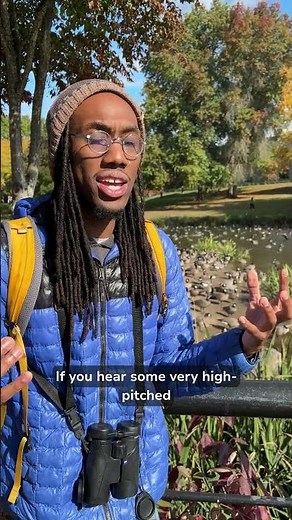 How to Tell the Difference Between Cackling Geese and Canada Geese