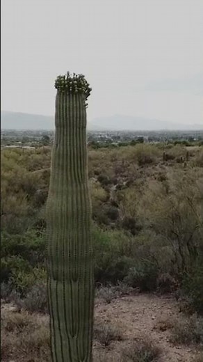 How do Cacti survive for years without rain?