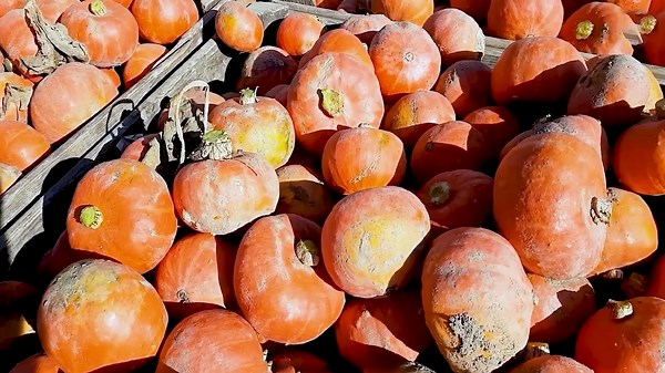 Watch the Future of Pumpkin Farming and Harvesting Technology