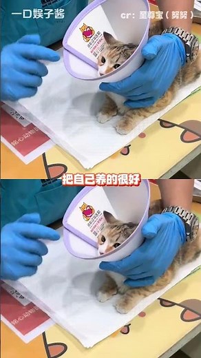 The Adorable Cat's Handstand Skills: Speedy and Impressive