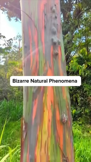 5 Bizarre Natural Phenomena #nature #NaturalPhenomena #Bizarre #Unbelievable #didyouknow